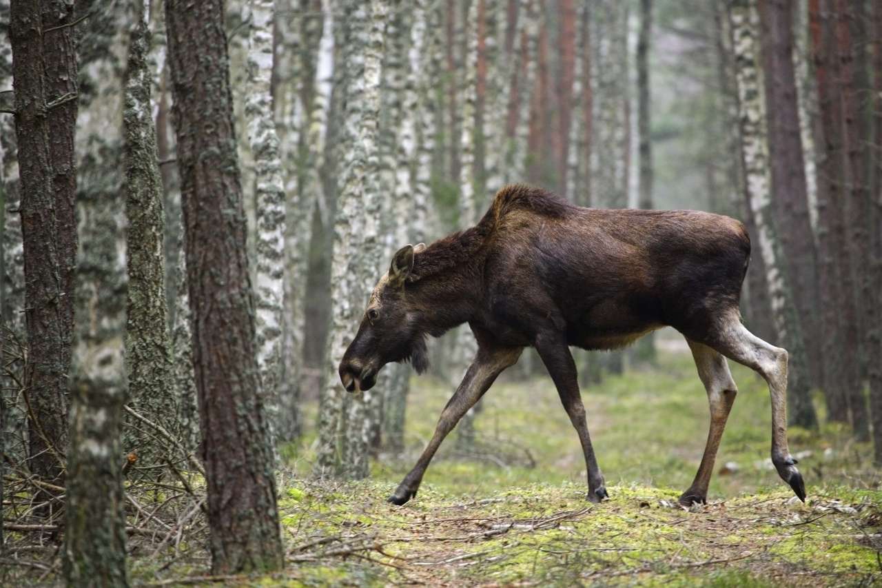 Wild moose in the Polish forests